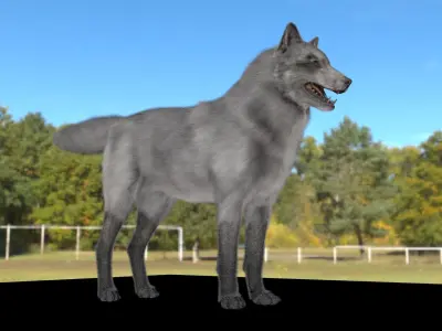 WOLF GREY 3D MODEL REALISTIC  RIGGED AND TEXTURE 3D model