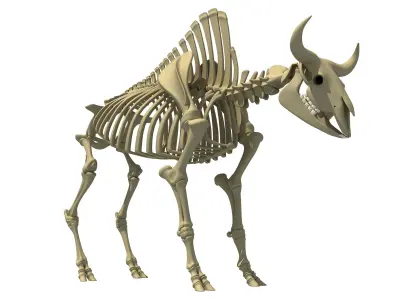 Buffalo Bison Skeleton 3D model