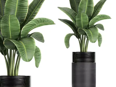 Decorative banana palm in flower pots for the interior 718 3D model