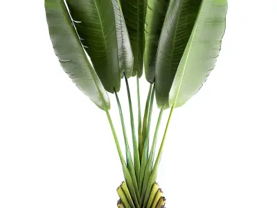 Ravenala in a rust pot for the interior 926 3D model