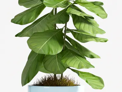 Decorative plant set-70 3D model
