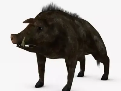 Low poly boar wild 3D model
