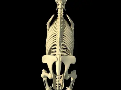 Hippopotamus Skeleton 3D model