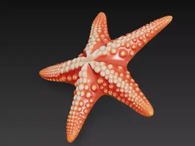 Starfish Realistic 3D Model Basic - Low Poly Realistic Low-poly 3D model