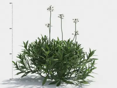 Iberis plant 3D model