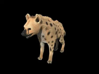 Realistic hyena model with fur 3D model