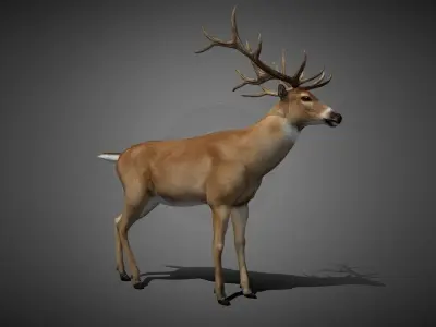 50 Realistic Animals FULL PACK Low-poly 3D model