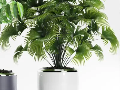 palm plants 139 3D model