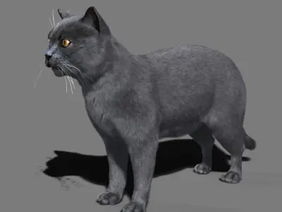 Cat British 3D model