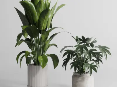 Indoor Outdoor plant Set 289 plant ficus rubbery 3D model