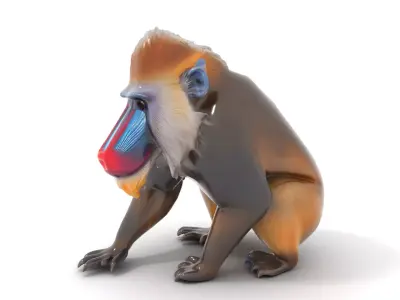 Vibrant Mandrill model pack Low-poly 3D model