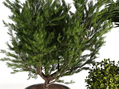 Outdoor plant collection 01 3D model