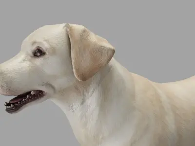 DOG - LABRADOR RETRIEVER  Low-poly 3D model
