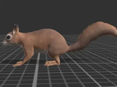 Squirrel Low-poly 3D model shop