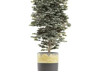 Plants Collection 127 Ligustrum 3D model