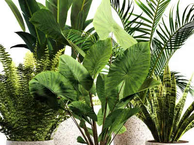 intdoor plants set 01 3D model