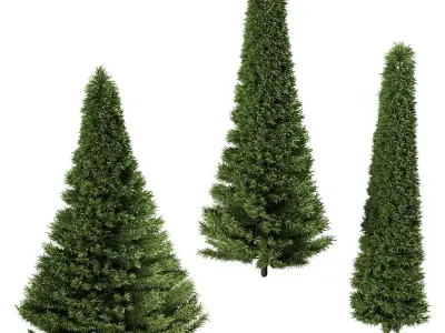 A set of fir trees of different diameters 3D model