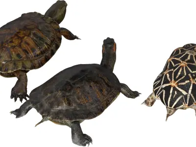 Asia Turtle Pack 3D model