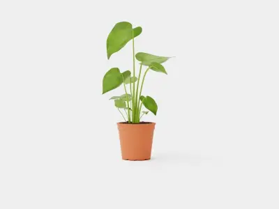 Monstera deliciosa Low-poly 3D model