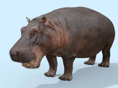 Super Hippo 8K - Animated 3D model