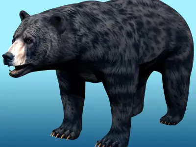 Black Bear Rig 3D model