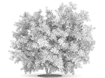 Pidgeon Berry Shrub Rivina humilis 3D model