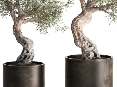 Olive tree in a rusty flowerpot for the interior 989 3D model