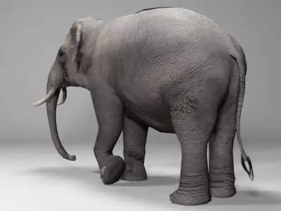 Asian Elephant Animated Low-poly 3D model