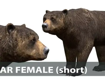 Bear Female 1 Low-poly 3D model