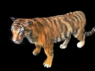 Tiger rigging For 3Dmax 3D model