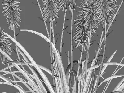 Kniphofia triangularis 3D model