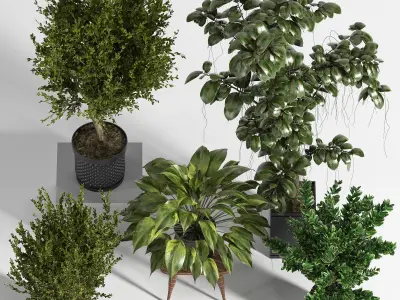 Indoor Plant Set 09 3D model