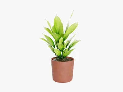Aspidistra plant Low-poly 3D model