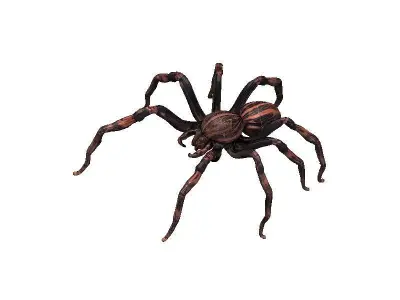 Spider Low-poly 3D model 9