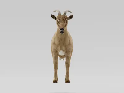 Domestic Goat Low-poly 3D model
