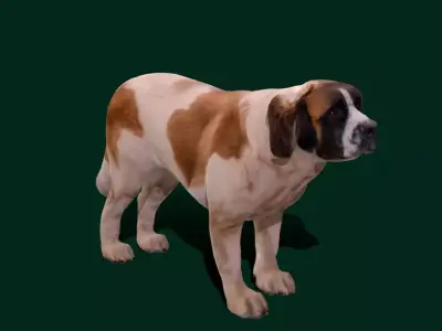 Saint Bernard Dog Breed Low-poly 3D model