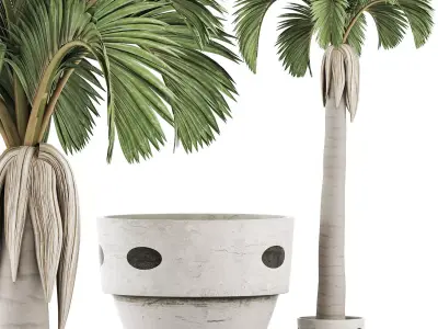 Plants Collection 133 Big Palm 3D model