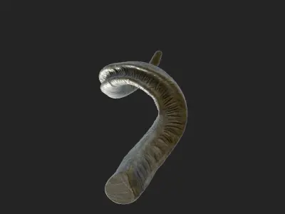 Horns of a screw-horned goat Low-poly 3D model