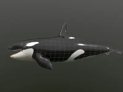 killer whale Low-poly 3D model