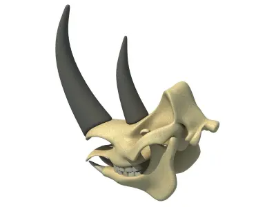 Rhino Skull 3D model