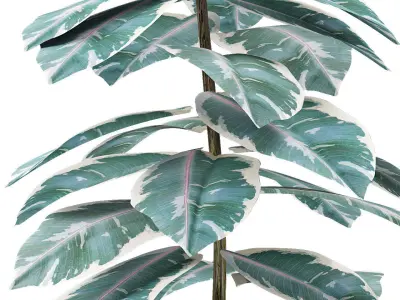 Plant in Pot Flowerpot Exotic Plant 3D model 19