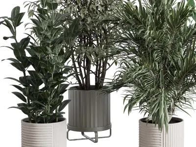 indoor plant set 372 plant ficus rubbery tree palm Low-poly 3D model