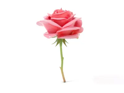 Elegant Pink Rose model pack Low-poly 3D model