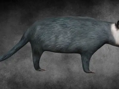 Possum opposum Low-poly 3D model