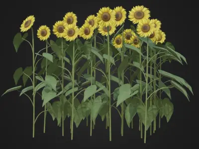 Group of Sunflower Low-poly 3D model