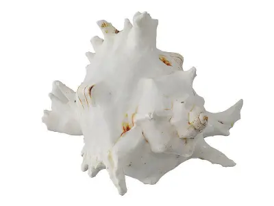 Sea Shell BLENDER 3D Model Cycles 3D model