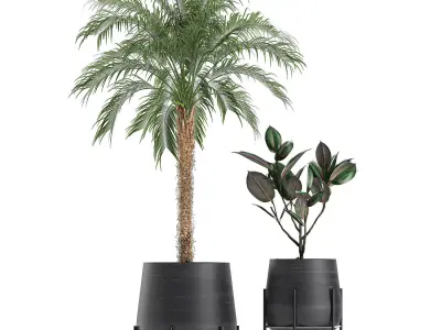 Decorative plants for the interior in white flowerpots 627 3D model