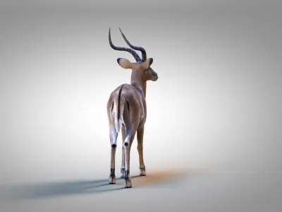 Impala RIG Xgen Core 3D model