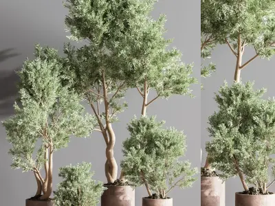 IndoorPlantSet22 eucalyptus trees in concrete pots 3D model