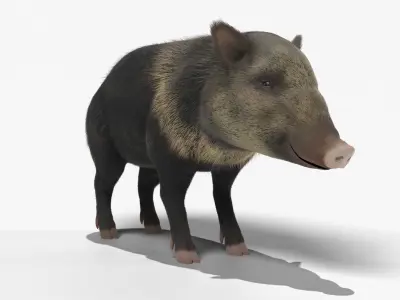 Peccary american pig 3D model